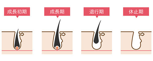 毛周期を見分ける方法はある?