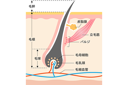毛の構造